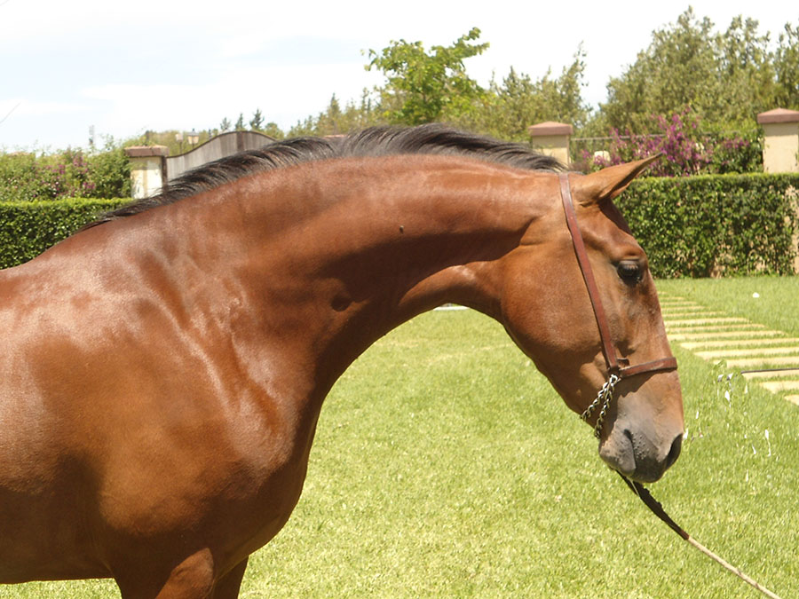 Caballo en Venta